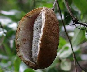 吃八月瓜的声控,聆听自然的甘甜旋律