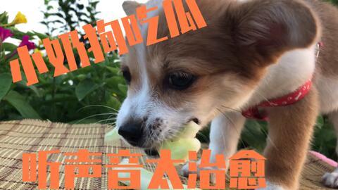 吃瓜吃到自己狗,一场荒诞的瓜田奇遇