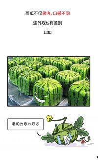 多久会吃瓜,揭秘吃瓜群众的心理周期