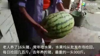 吃瓜视频都去哪里吃,吃瓜群众必去的美食天堂