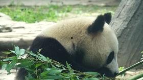 墙角吃瓜修仙,修仙路漫漫