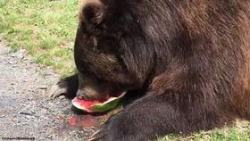 吃瓜黄金熊,揭秘娱乐圈的甜蜜与苦涩