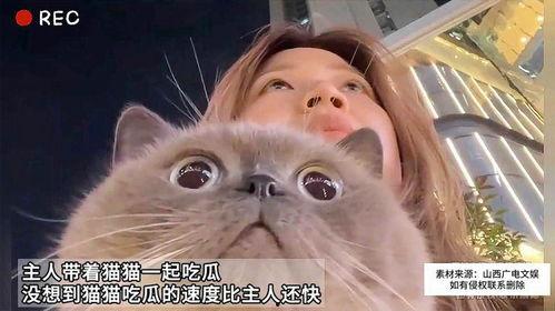 肥猫猫吃瓜,肥猫猫的瓜田奇遇记