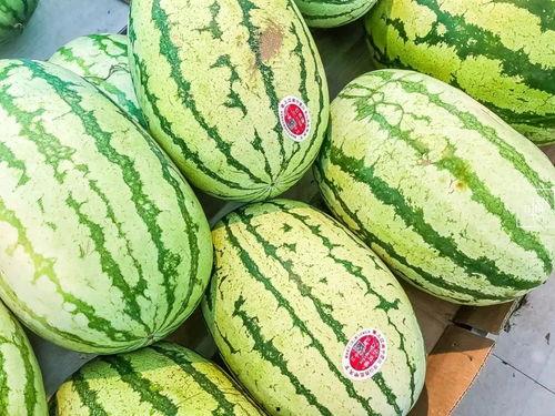 杀瓜中的吃瓜是什么