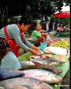 免费吃瓜叫卖,揭秘网络热传的趣味现象