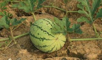 路边学吃瓜图片,揭秘夏日街头美食文化