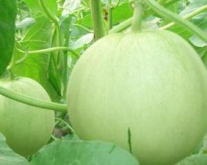 孕妇田瓜可以吃吗,田瓜的安全性探讨