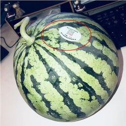 陇南吃瓜网红,带你领略当地美食风情