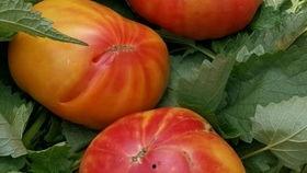 吃瓜小小妞,揭秘娱乐圈幕后故事