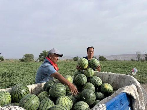 马站吃瓜,揭秘吃瓜群众的狂欢盛宴