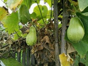 梦见吃烧瓜,揭秘烧瓜之梦的神秘寓意