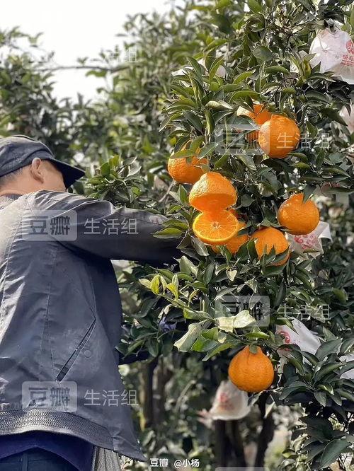 甜赖瓜怎么吃,解锁美味新体验