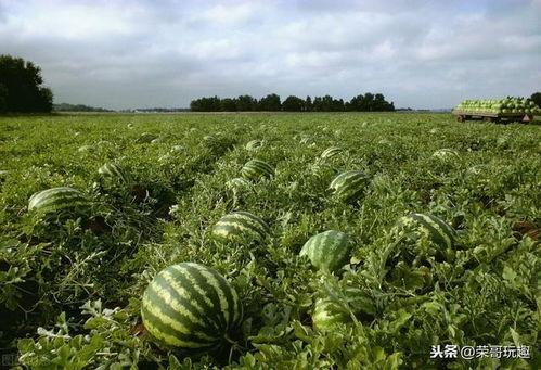 吃瓜  散文,闲话吃瓜者的众生相