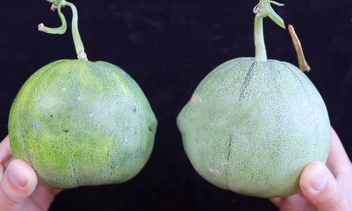 清新吃瓜铺,揭秘娱乐圈那些鲜为人知的幕后故事