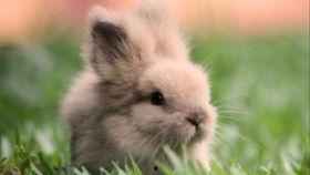 兔子吃瓜动图,趣味动图引网友热议