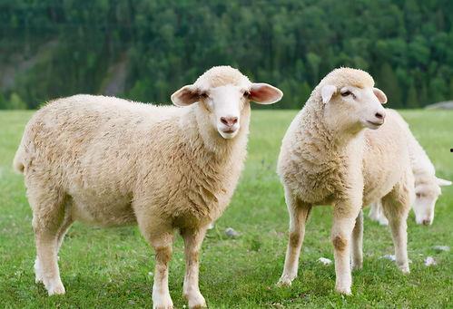 羊吃方瓜会怎么样,一场奇妙的味蕾冒险