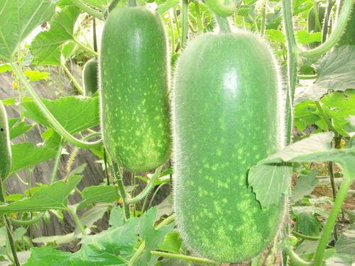 ccgg8吃瓜,揭秘娱乐圈背后的那些事儿