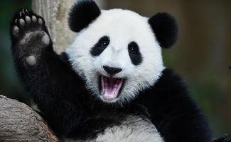 熊猫吃瓜的技巧,轻松掌握萌宠美食技巧