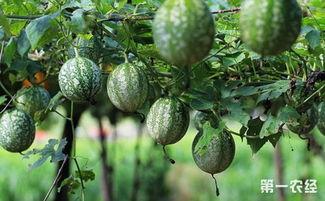 吊瓜是吃瓜还是吃子,食瓜还是食子，探寻美味之源