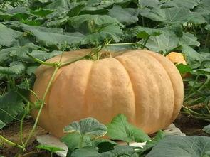 吃瓜胃胀,揭秘夏日消暑美食背后的健康隐患