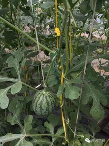 郑州吃瓜图片,一图看尽人间百态