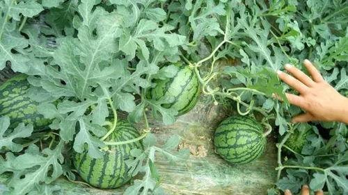 苏州魅力花园吃瓜