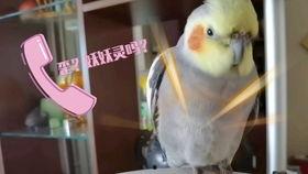 玄凤鹦鹉吃瓜,瓜果乐园探秘