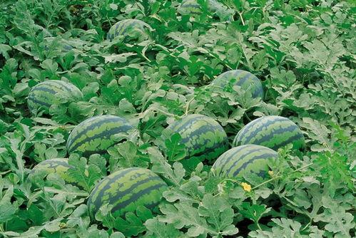 任县吃瓜群,揭秘民间热点事件背后的故事