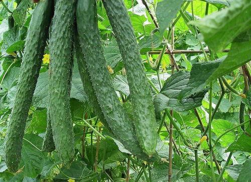 吃一根脆瓜,夏日清新一夏