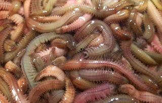 带你吃瓜大蜈蚣