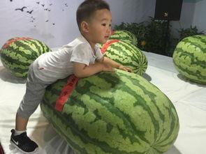 临汾最新吃瓜事件,揭秘网络热议背后的真相