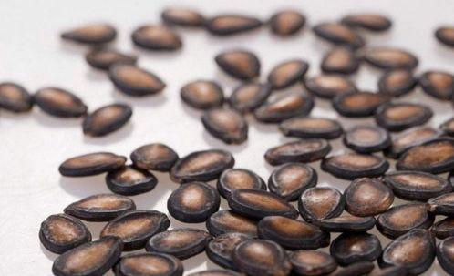 糖人吃籽瓜吗,探寻甜蜜与清脆的完美邂逅