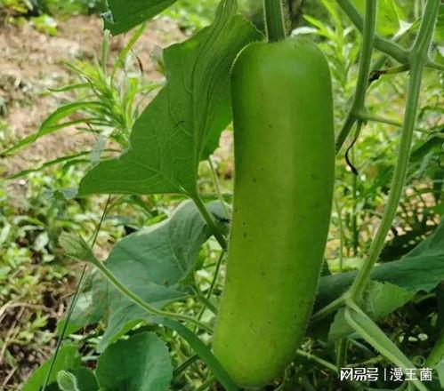 怎么吃瓠子瓜,解锁美味新体验